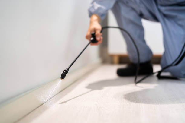Licensed Rodent Control service in Strathmore, CA - Nex Pest Control